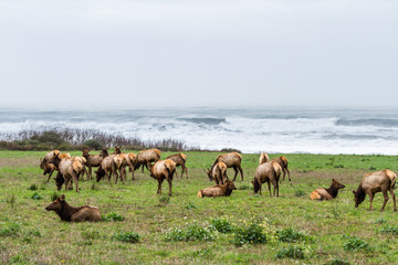 Elk at the Coast