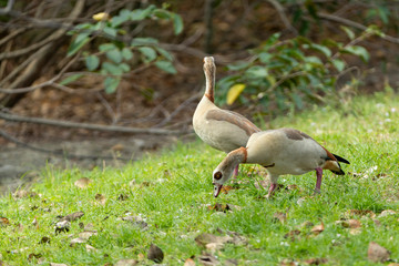 Invasive Egyptian Geese in Florida Wetland