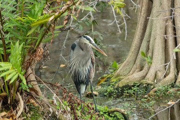 Great Blue Heron in a Florida Wetland