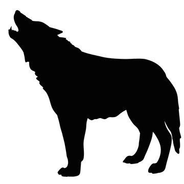 Black silhouette of wolf. Animal illustration 