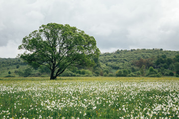 Flowering wild narrow leaf narcissus field in natural lowland habitat. Famous Narcissus Valley, international network of biosphere reserves by UNESCO. Ukraine,carpathian