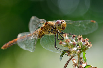 Heidelibelle