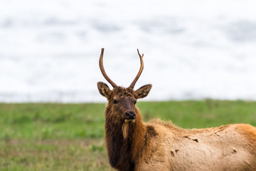 Elk at the Coast
