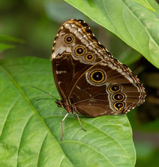 Obraz na płótnie Canvas beautiful Owl Butterfly in nature park in Florida