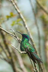 Obraz premium Violet-eared Hummingbird perched on a tree limb