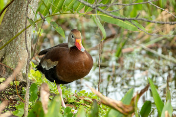 Black-bellied Whistling Duck in Florida Wetland