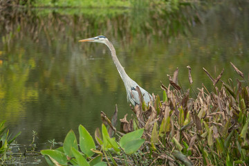 Great Blue Heron in a Florida Wetland