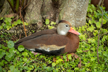 Black-bellied Whistling Duck in Florida Wetland