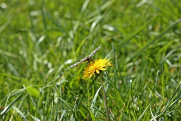 Schwalbenschwanz (Papilio machaon) auf Löwenzahn