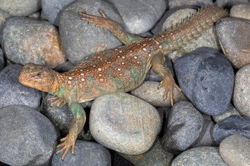 Saharan Red Uromastyx on rocks	
