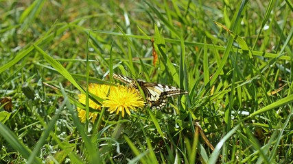 Schwalbenschwanz (Papilio machaon) auf Löwenzahn
