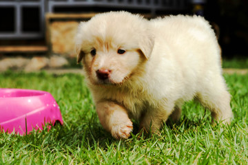 Cute Little puppy, dogs.