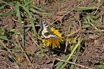 Schwalbenschwanz (Papilio machaon) auf Löwenzahn