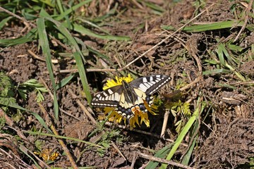 Schwalbenschwanz (Papilio machaon) auf Löwenzahn