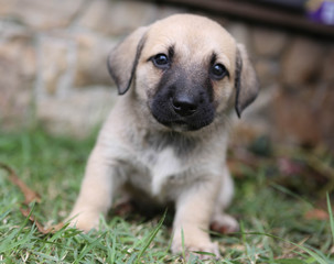 Cute Little puppy, dogs.