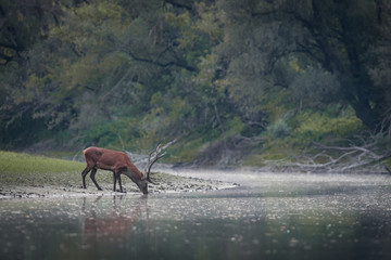 Deer is drinking from the river in the forest