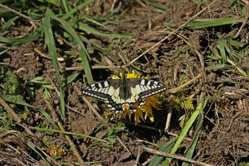 Schwalbenschwanz (Papilio machaon) auf Löwenzahn
