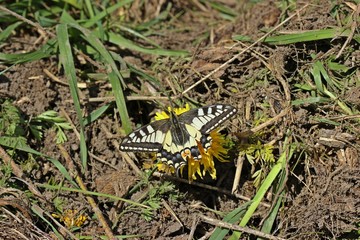 Schwalbenschwanz (Papilio machaon) auf Löwenzahn