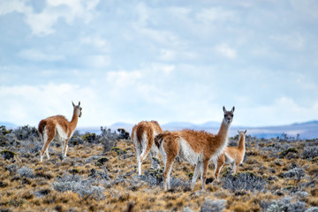 Guanacos Patagonicos