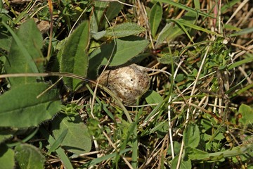 Vorjährige Pflanzengalle der Gallwespe Aulacidea hieracii an Habichtskraut.
