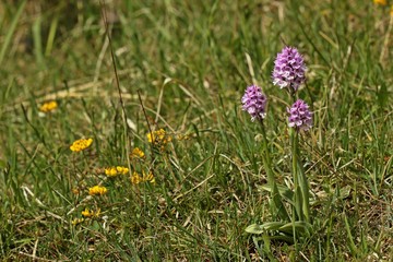 Dreizähniges Knabenkraut (Neotinea tridentata)