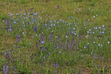 Wiese mit Wiesensalbei (Salvia pratensis).und Österreichischem Lein (Linum austriacum)