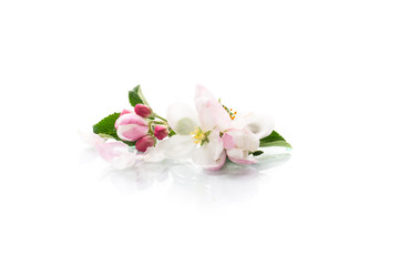 Fototapeta na wymiar small bouquet of pink spring flowers of the apple tree