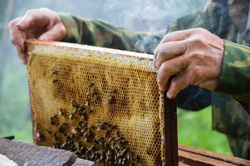 bees in the hive