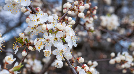 White cherry flowers on twig. Flowering Cherry branch. Isolated on white background without shadow. Cherry spray with blooming white flowers.