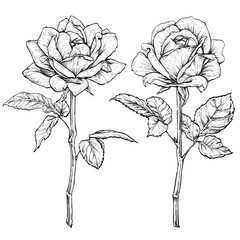Hand drawn flowering roses. Flower set. Vector illustration