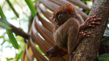tiny fury  philippines tarsier sit on tree branch in rainforest, wildlife, exotic endangered type of animals, need to preserve   endangered animal species, copyspace         