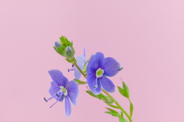 Violet wild flowers known as slender speedwell or creeping speedwell isolated on a pink background,...