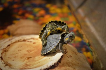 
Turtles in the aquarium