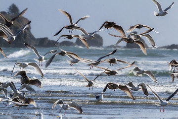 flock of seagulls at the beach