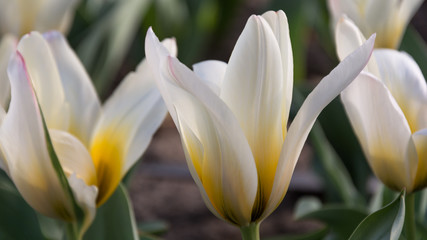 zbliżenie żółto-białych tulipanów