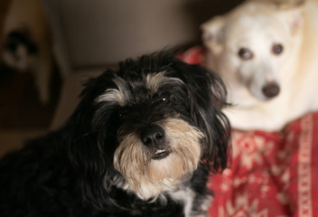 Dwa pieski leżące na posłaniu. © Bernadeta