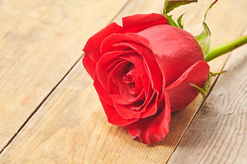 Red rose on grunge wooden background. Close up