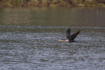 Yellow billed loon