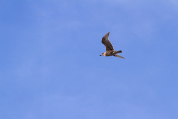 sea gull in flight