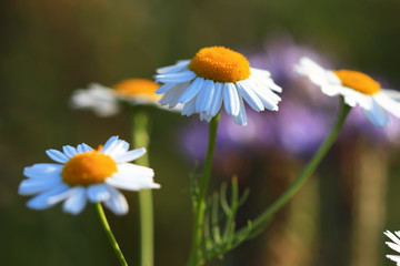 Kamillenblüte