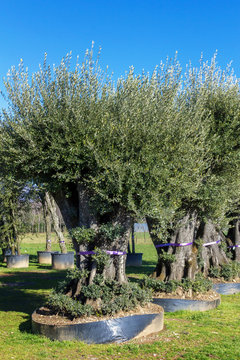 Olive trees for sale
