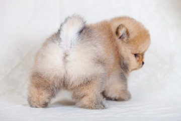 Obraz premium Amazing beige or brown breed pomeranian dog is looking to camera. Cutout puppy of dwarf Spitz on cream background for website, online catalog.