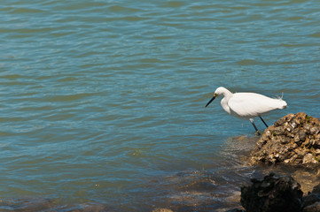 Top, front view, medium distance of a single, snowy egret standing, preparing to spear a fish at shoreline of tropical waters of gulf of mexico on a sunny day