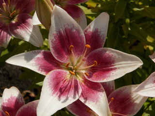 Fototapeta na wymiar Bright pink and white lily. Close-up.