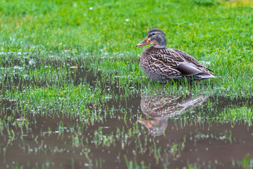 Mallard duck in the yard