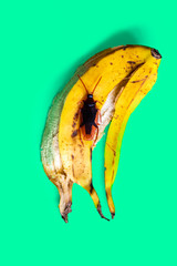 great roach enjoys the waste of a banana on a green background. prank cockroach. concept of fears, jokes and hygiene.
