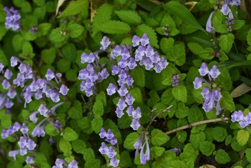 Skull cap(Scutellaria indica) flowers / Lamiaceae prennial plant