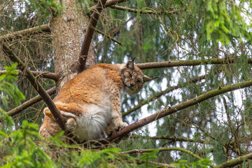 Close up photo of lynx with tassels on the ears sitting on the tree and  looking into the camera. Landscape view. Lithuania, Rusnes national park.