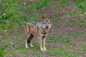 One grey wolf in the forest  is looking into camera. Landscape view, summer time. Lithuania, Rusnes national park.