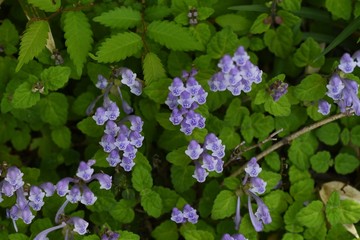 Skull cap(Scutellaria indica) flowers / Lamiaceae prennial plant